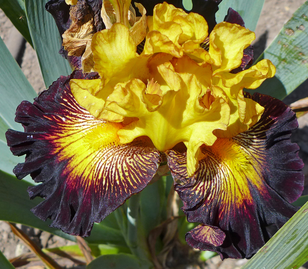 Flame Stitch, Blyth, 2019 Bearded iris in bloom in garden