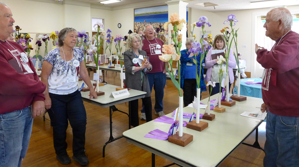 Judges viewing and voting on tall bearded iris at the 2023 iris show