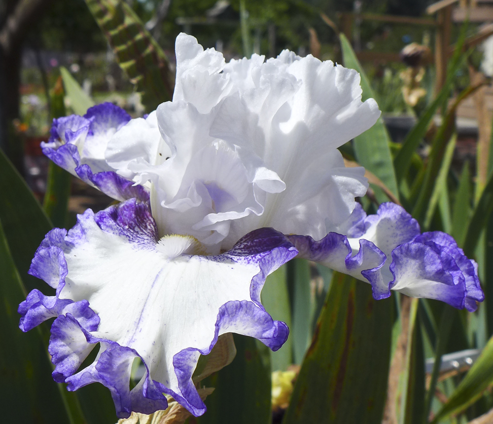 Vivacity, Blyth, 2022. Bloom of iris growing in garden.